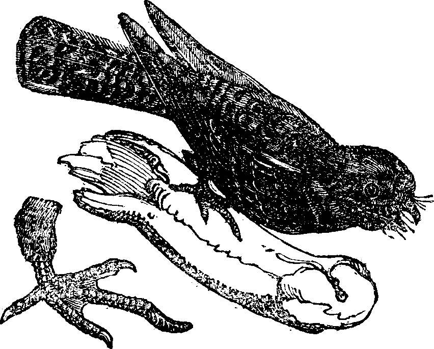 (The Fern Owl, showing the greater length of the middle claw, and its provision for the peculiar posture of the bird.)