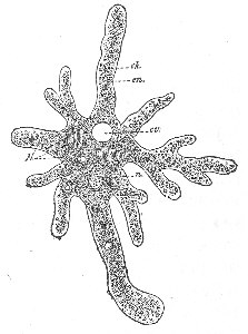 1. AM&OElig;BA PROTEUS. HERTWIG, FROM LEIDY.

