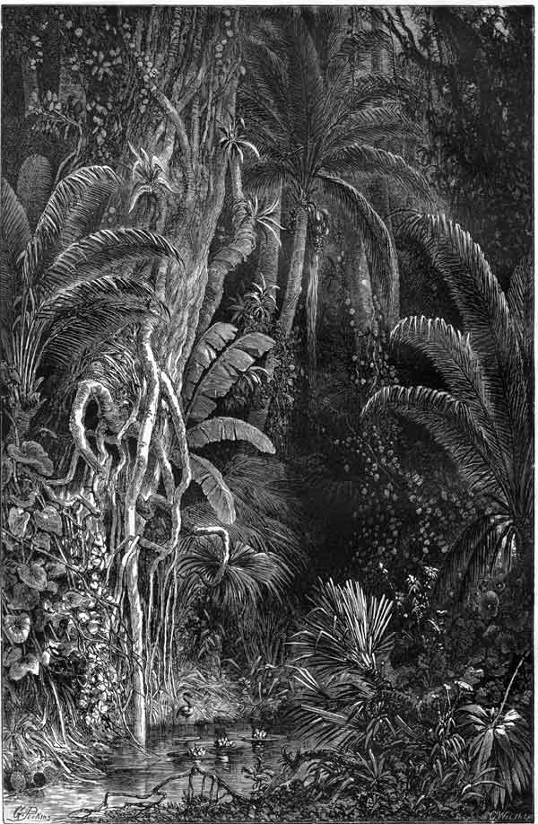 A TROPIC FOREST.&mdash;GRANVILLE PERKINS