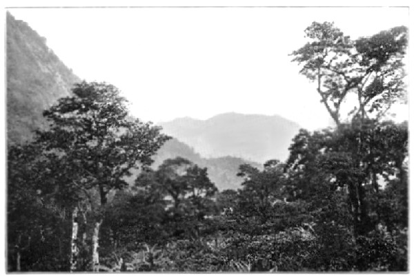 The Home of the Cacao.

(One of Messrs. Cadburys' Estates, Maracas, Trinidad)