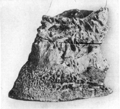 Fig. 18—Rarefying osteitis in chronic ringbone and
ossification of lateral cartilages. Fig. 18—Rarefying osteitis in chronic ringbone and
ossification of lateral cartilages.