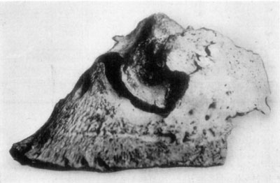 Fig. 31—Ringbone and sidebone. Fig. 31—Ringbone and sidebone.