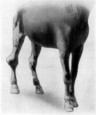 Fig. 58—Fibrosity of tarsus as a complication in chronic
thoroughpin. Fig. 58—Fibrosity of tarsus as a complication in chronic
thoroughpin.