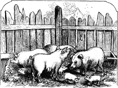 GRANDPA'S PIGS GRANDPA'S PIGS