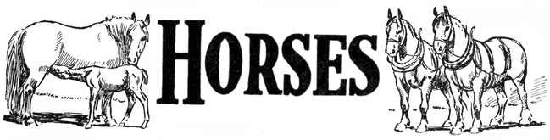 HORSE HEADER HORSE HEADER
