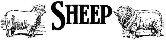 SHEEP HEADER SHEEP HEADER