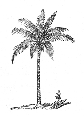 Palm tree Palm tree