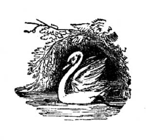 Swan Swan