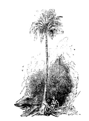 Fan Palm Fan Palm