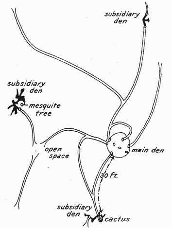 Fig. 3.&mdash;Diagram of the system of surface runways and subsidiary dens of Dipodomys
spectabilis spectabilis.