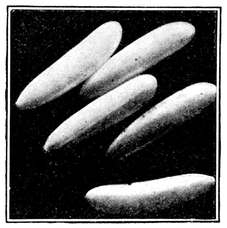 Fig. 5.--Eggs of the house fly. Highly
magnified. (Newstead.)