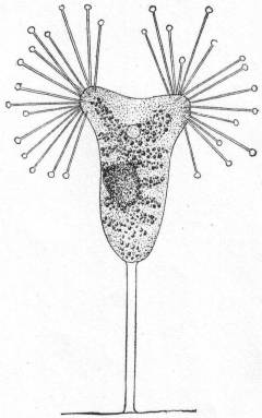 Acineta tuberosa