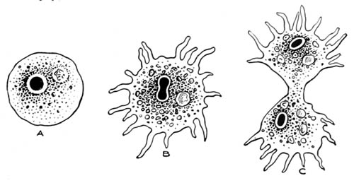 Amoeba Amoeba