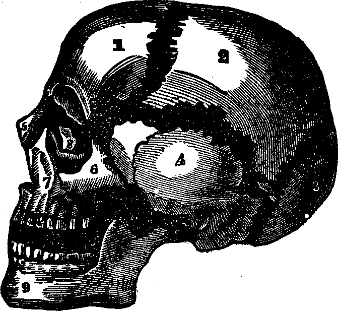 Illustration:
Fig. 10. The bones of the skull separated.