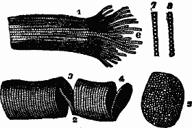 Illustration:
Fig. 21. Striped muscular fibre showing cleavage in opposite directions.