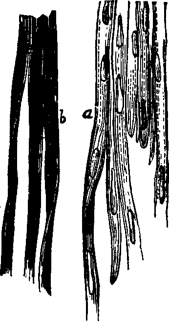 Illustration:
Fig. 22. Unstriated muscular fiber;