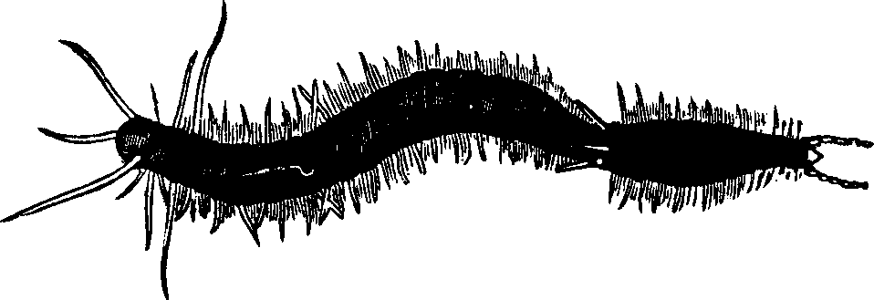 Illustration:
Fig. 97. An annelid dividing spontaneously,