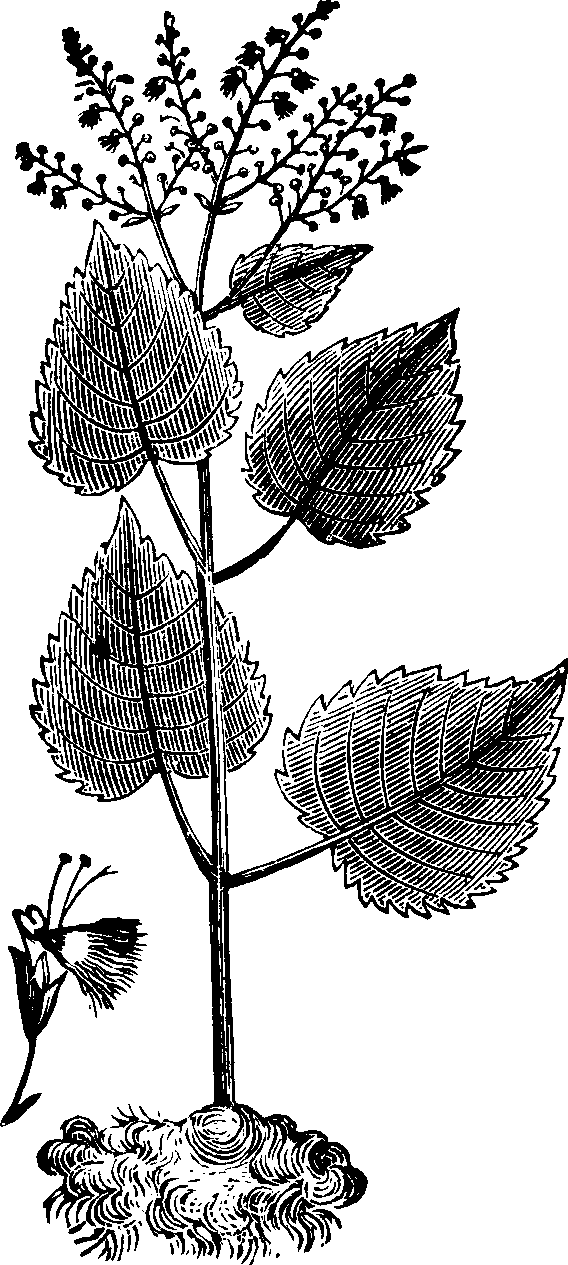 Illustration:
Fig. 131. Stone-root. 