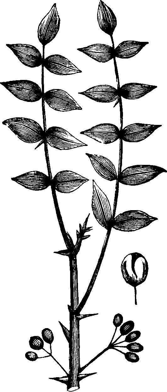 Illustration:
Fig. 138. Prickly-ash. 