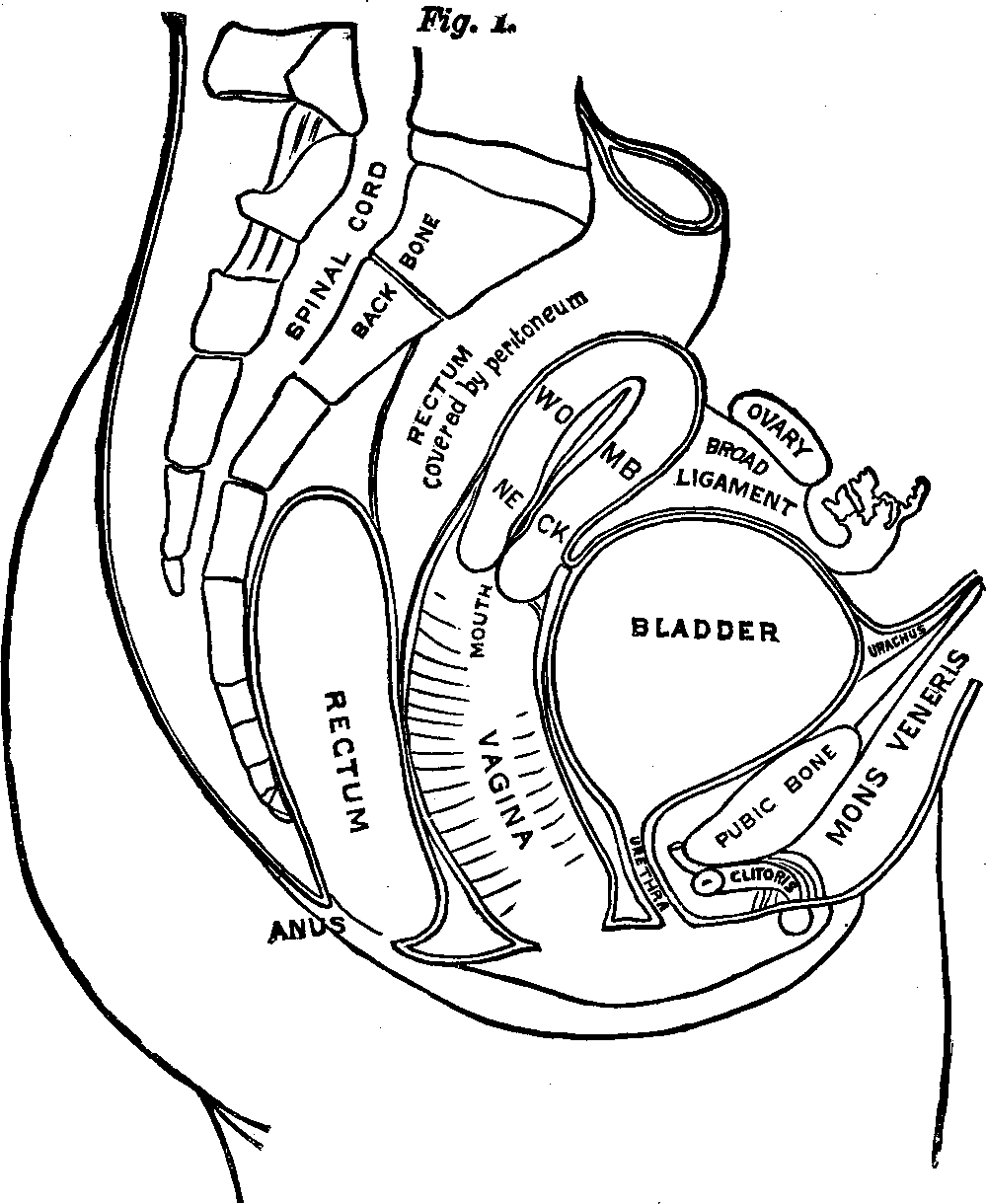 Illustration:
OUTLINE OF THE FEMALE URINARY AND GENERATIVE ORGANS. The above cut is
introduced here to assist in conveying a correct idea of the Urinary and
Generative Organs of Woman, their form and relative positions, together
with the bones, muscles and other tissues forming the cavity of the pelvis
in which the organs rest, and by which they are protected. By dividing that
portion of the body directly through the middle from before backward, we
first cut through the cushion of fat (mons veneris) covering the pubic
bone, then in succession the bone, bladder, womb, vagina, rectum, front
half of spine, spinal marrow, rear half of spine, and lastly the muscles
and skin. Just underneath the bone in front is revealed that sensitive
organ, the clitoris, a facsimile of the male organ in miniature, the head
of which protrudes, while the body is covered with tissue, but is readily
traced with the finger. Further back is the urethra, or water passage,
which is one and a half inches long. Next is the vagina. When closed, its
mucous lining is folded in upon itself, and requires dilating in order to
be cleansed and to apply remedies. On the vagina rests the hollow,
pear-shaped womb, the small end of which protrudes into the vagina, and in
which is a small opening, leading through the neck into the cavity of the
organ. On either side of the womb, near its top, are the Fallopian tubes
leading to the ovaries, situated between the womb and hip bones. At every
menstruation these organs throw off a germ-cell, which passes through the
Fallopian tubes into the uterine cavity.
