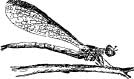 Dragon Flies Dragon Flies