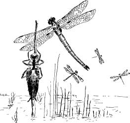 Dragon Flies Dragon Flies