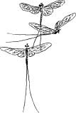 May Flies May Flies