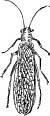 Stone Flies Stone Flies