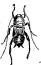 Cockroaches Cockroaches