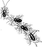 Cockroaches Cockroaches