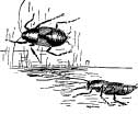 Cockroaches Cockroaches
