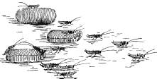 Cockroaches Cockroaches