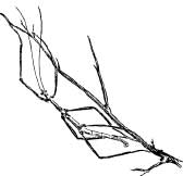 Walking Stick Walking Stick
