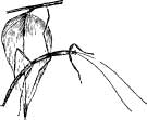 Walking Stick Walking Stick