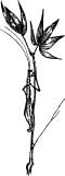 Walking Stick Walking Stick