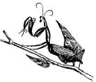 Walking Stick Walking Stick