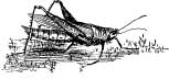 The Shortened Grasshoppers The Shortened Grasshoppers