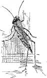 Grasshopper Tribes Grasshopper Tribes