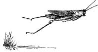Grasshopper Tribes Grasshopper Tribes