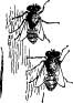 Grasshopper Tribes Grasshopper Tribes