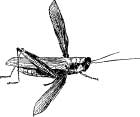 Grasshopper Tribes Grasshopper Tribes