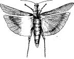 Grasshopper Tribes Grasshopper Tribes