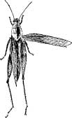 Grasshopper Tribes Grasshopper Tribes
