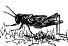 Grasshopper Tribes Grasshopper Tribes