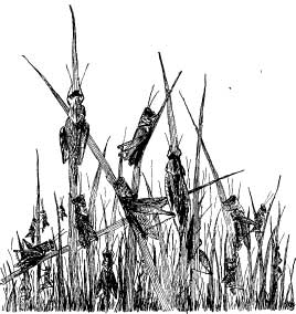 Grasshopper Tribes Grasshopper Tribes