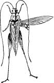 Grasshopper Tribes Grasshopper Tribes