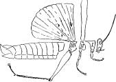 Grasshopper Tribes Grasshopper Tribes