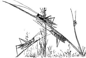 Grasshopper Tribes Grasshopper Tribes