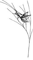 Orthoptera Orthoptera