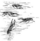 The Water Boatman The Water Boatman